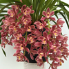 Cymbidium Sakura